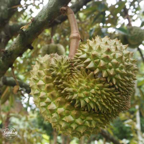 Suan Phuyai Sawet fruits orchard 05