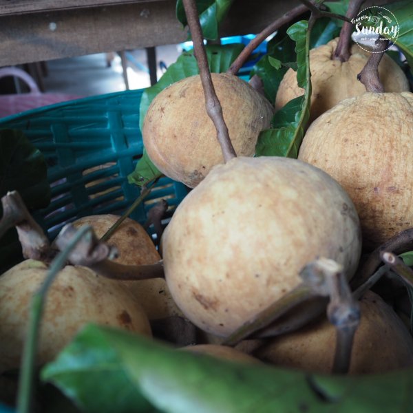 Suan Phuyai Sawet fruits orchard 11