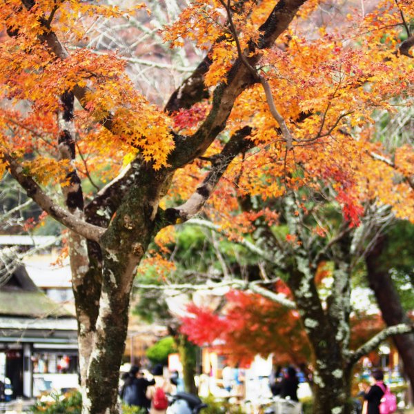 Osaka Kyoto Nara Kobe 080